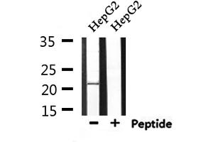 Western blot analysis of extracts from HepG2, using GAS3 Antibody. (PMP22 Antikörper  (C-Term))