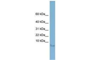 Image no. 1 for anti-Motilin (MLN) (AA 35-84) antibody (ABIN6742022) (Motilin Antikörper  (AA 35-84))