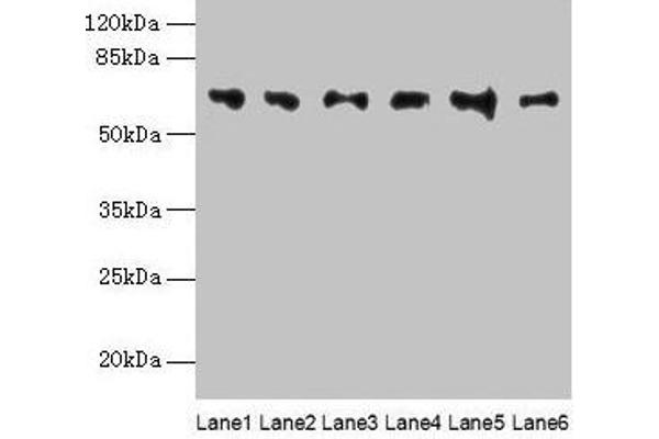 FBXO24 Antikörper  (AA 1-200)