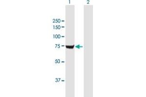 Western Blot analysis of IGF2BP2 expression in transfected 293T cell line by IGF2BP2 MaxPab polyclonal antibody.
