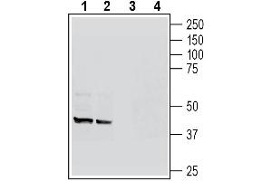 Western blot analysis of rat spleen lysates (lanes 1 and 3) and rat colon membranes (lanes 2 and 4):1-2.