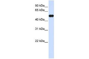 Western Blotting (WB) image for anti-Myeloid Cell Nuclear Differentiation Antigen (MNDA) antibody (ABIN2458298) (MNDA Antikörper)