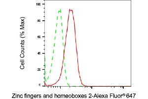Flow cytometric analysis of Zinc fingers and homeoboxes 2 expression in HeLa cells using Zinc fingers and homeoboxes 2 antibody (ABIN7800905), 1:2,000). (Rekombinanter ZHX2 Antikörper)