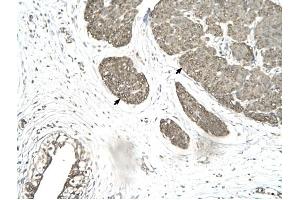 MORF4L1 antibody was used for immunohistochemistry at a concentration of 4-8 ug/ml to stain Smooth muscle cells (arrows) in Human urinary bladder. (MORF4L1 Antikörper  (Middle Region))