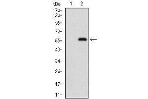 Western Blotting (WB) image for anti-Nibrin (NBN) (AA 467-615) antibody (ABIN1724942)