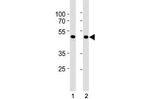 SMAD3 antibody western blot analysis in HepG2 and mouse C2C12 lysate.