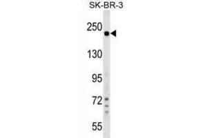 Western Blotting (WB) image for anti-Shroom Family Member 2 (SHROOM2) antibody (ABIN2999737) (SHROOM2 Antikörper)