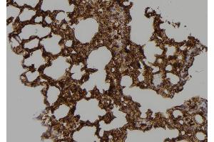 ABIN6268788 at 1/100 staining Mouse lung tissue by IHC-P. (Caspase 9 Antikörper  (Cleaved-Asp353))