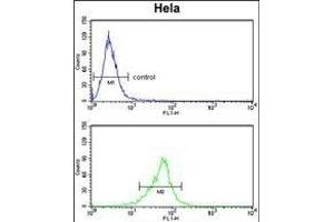 COTL1 Antibody (C-term) (ABIN652766 and ABIN2842503) flow cytometry analysis of Hela cells (bottom histogram) compared to a negative control cell (top histogram). (COTL1 Antikörper  (C-Term))