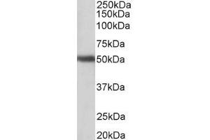 ABIN870697 (1µg/ml) staining of Human Cerebellum lysate (35µg protein in RIPA buffer). (GPR83 Antikörper  (AA 17-30))