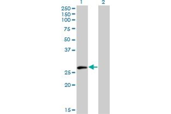 ELF5 antibody  (AA 166-263)