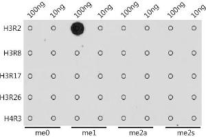 Dot-blot analysis of all sorts of methylation peptides using MonoMethyl-Histone H3-R2 antibody (ABIN3017476, ABIN3017477, ABIN3017478 and ABIN6220105) at 1:1000 dilution. (Histone 3 Antikörper  (H3R2me))