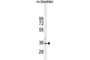 TGIF1 Antibody (Center L223) western blot analysis in mouse bladder tissue lysates (35 µg/lane).