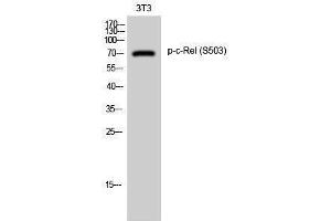 Western Blotting (WB) image for anti-REL proto-oncogene (c-Rel) (pSer503) antibody (ABIN3182729) (c-Rel Antikörper  (pSer503))