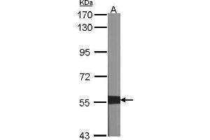 XIAP Antikörper  (C-Term)