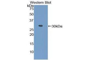 Western Blotting (WB) image for anti-Fibrinogen alpha Chain (FGA) (AA 34-255) antibody (ABIN1858850) (FGA Antikörper  (AA 34-255))