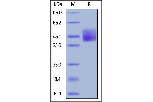 SDS-PAGE (SDS) image for Natural Killer Cell Cytotoxicity Receptor 3 Ligand 1 (NCR3LG1) (AA 25-262) (Active) protein (His tag) (ABIN6388280)