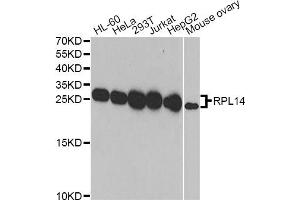 Western blot analysis of extracts of various cell lines, using RPL14 antibody (ABIN2559761) at 1:1000 dilution. (RPL14 Antikörper)