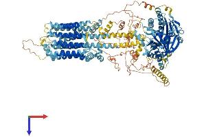 ADCY8 Protein (AA 1-1251) (His tag)