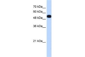 WB Suggested Anti-UGP2 Antibody Titration:  0. (UGP2 Antikörper  (N-Term))