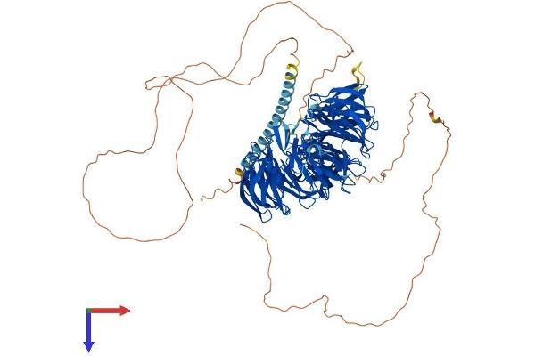 EML4 Protein (AA 1-981) (His tag)