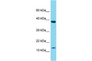 Western Blotting (WB) image for anti-Secretoglobin, Family 2A, Member 1 (SCGB2A1) (N-Term) antibody (ABIN2788420) (SCGB2A1 Antikörper  (N-Term))
