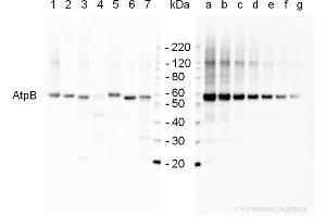 2 µg of total protein extracted with PEB from  leaf tissue of (1) Arabidopsis thaliana, (2) Spinacia oleracea, (3) Lycopersicon esculentum, (4) Glycine max, (5) Populus sp. (ATP1B1 Antikörper  (Subunit beta))