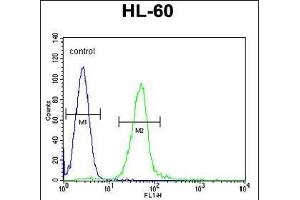 GGH Antibody (N-term) (ABIN655183 and ABIN2844798) flow cytometric analysis of HL-60 cells (right histogram) compared to a negative control cell (left histogram). (GGH Antikörper  (N-Term))