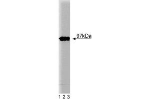 Western blot analysis of Eps8 on a lysate from mouse macrophages (RAW 264. (EPS8 Antikörper  (AA 628-821))