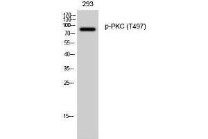 Western Blotting (WB) image for anti-Protein Kinase C (pan) (PKC pan) (pThr497) antibody (ABIN3182126) (PKC Antikörper  (pThr497))