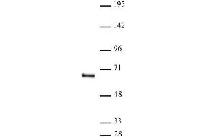 HDAC1 antibody (mAb) (Clone 10E2) tested by Western blot. (HDAC1 Antikörper  (AA 467-482))