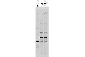 Western Blot of Rabbit anti-Gli-3 antibody. (GLI3 Antikörper  (AA 41-57))