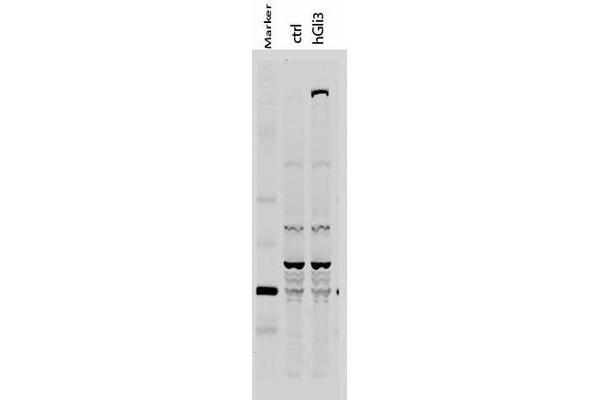 GLI3 antibody  (AA 41-57)