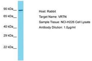 Image no. 1 for anti-Vertebrae Development Associated (VRTN) (AA 568-617) antibody (ABIN6750624) (VRTN Antikörper  (AA 568-617))
