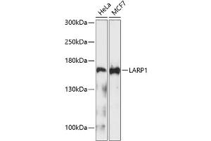 Western blot analysis of extracts of various cell lines, using L Antibody (ABIN1680662, ABIN3019027, ABIN3019029 and ABIN6220676) at 1:1000 dilution. (LARP1 Antikörper)
