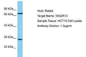 Host: Rabbit Target Name: TAS2R13 Sample Tissue: Human HCT15 Whole Cell  Antibody Dilution: 1ug/ml (TAS2R13 Antikörper  (Middle Region))
