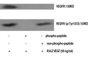 Western Blotting (WB) image for anti-Fms-Related tyrosine Kinase 1 (VEGFR1) (FLT1) (pTyr1333) antibody (ABIN3182563) (FLT1 Antikörper  (pTyr1333))