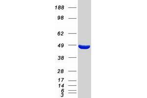 Validation with Western Blot