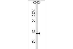 PRTN3 Antibody (C-term) (ABIN1881695 and ABIN2838793) western blot analysis in K562 cell line lysates (35 μg/lane). (PRTN3 Antikörper  (C-Term))