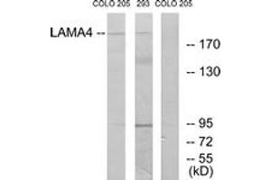 Western blot analysis of extracts from COLO/293 cells, using LAMA4 Antibody. (LAMa4 Antikörper  (AA 481-530))