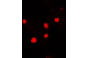 Immunofluorescent analysis of Histone H2A. (H2AFX Antikörper  (C-Term))