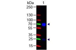 Chicken IgG (H&L) Antibody 488 Conjugated Western Blot. (Ziege anti-Huhn IgG Antikörper (DyLight 488) - Preadsorbed)