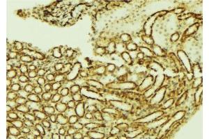 ABIN6276751 at 1/100 staining Mouse kidney tissue by IHC-P. (ETS1 Antikörper  (Internal Region))