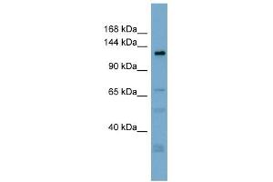 TMEM16C antibody used at 1 ug/ml to detect target protein.