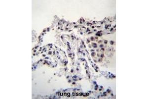 MEIG1 Antibody (Center) immunohistochemistry analysis in formalin fixed and paraffin embedded human lung tissue followed by peroxidase conjugation of the secondary antibody and DAB staining. (MEIG1 Antikörper  (Middle Region))