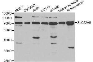 Western blot analysis of extracts of various cell lines, using SLC22A5 antibody. (SLC22A5 Antikörper)