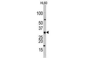 Image no. 1 for anti-Cell Division Cycle Associated 8 (CDCA8) (Center) antibody (ABIN356941) (CDCA8 Antikörper  (Center))