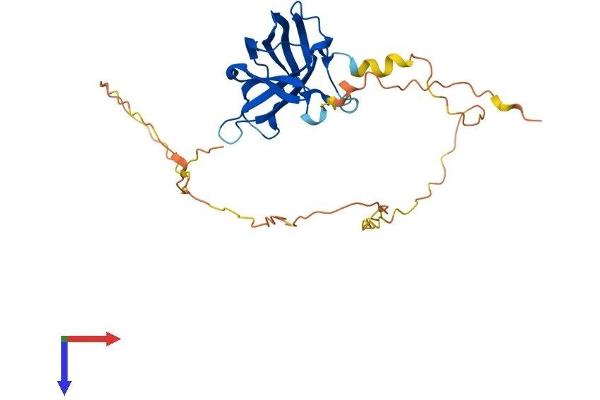 RIMS3 Protein (AA 1-307) (His tag)