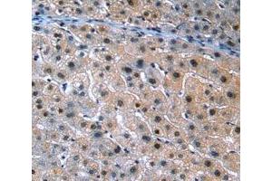 IHC-P analysis of Human Tissue, with DAB staining. (ANGPTL3 Antikörper  (AA 17-460))
