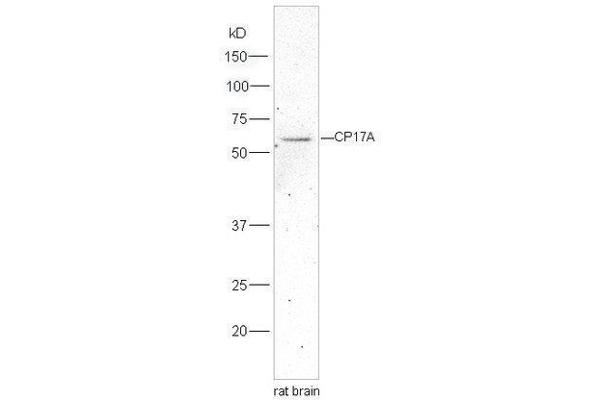 CYP17A1 Antikörper  (AA 24-65)